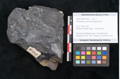Foto (Objekt + Etikett) von Pecopteris proxima Ettingshausen (NHMW-GEO-2024-0188-10282)